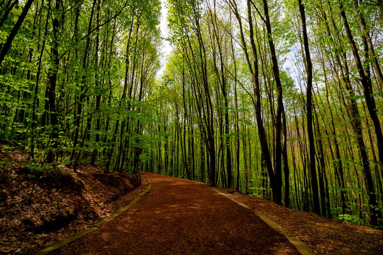 Polonezkoy Nature Park in Beykoz, Istanbul, features scenic hiking trails perfect for nature walks and outdoor adventures. (Adobe Stock Photo)