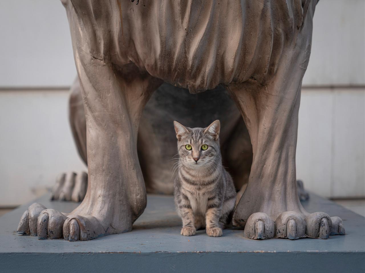 A cat sits beneath a lion statue in Istanbul, Türkiye. (Photo via Marcel Heijnen)