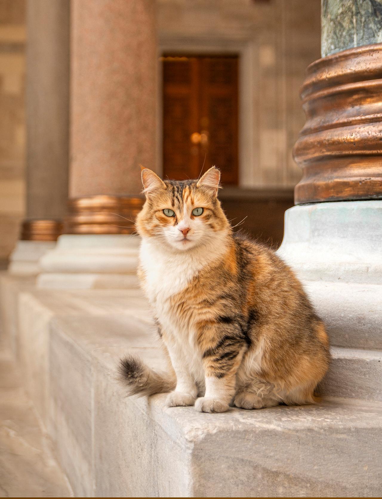 A calico cat poses gracefully on the steps of a historic mosque in Istanbul, Türkiye. (Photo via Marcel Heijnen)