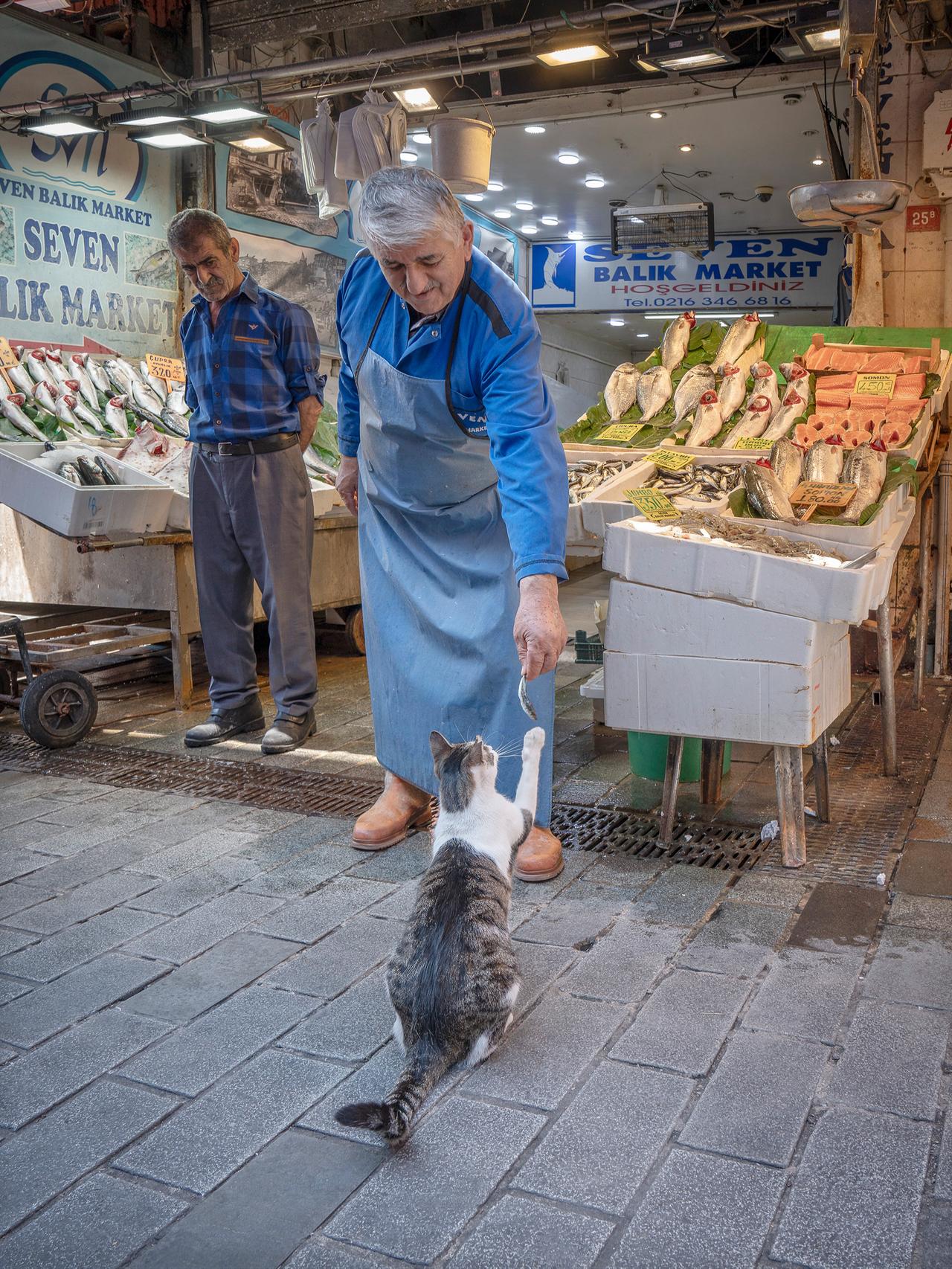 A fishmonger shares a piece of fish with a street cat at a market in Kadikoy, Istanbul, Türkiye. (Photo via Marcel Heijnen)