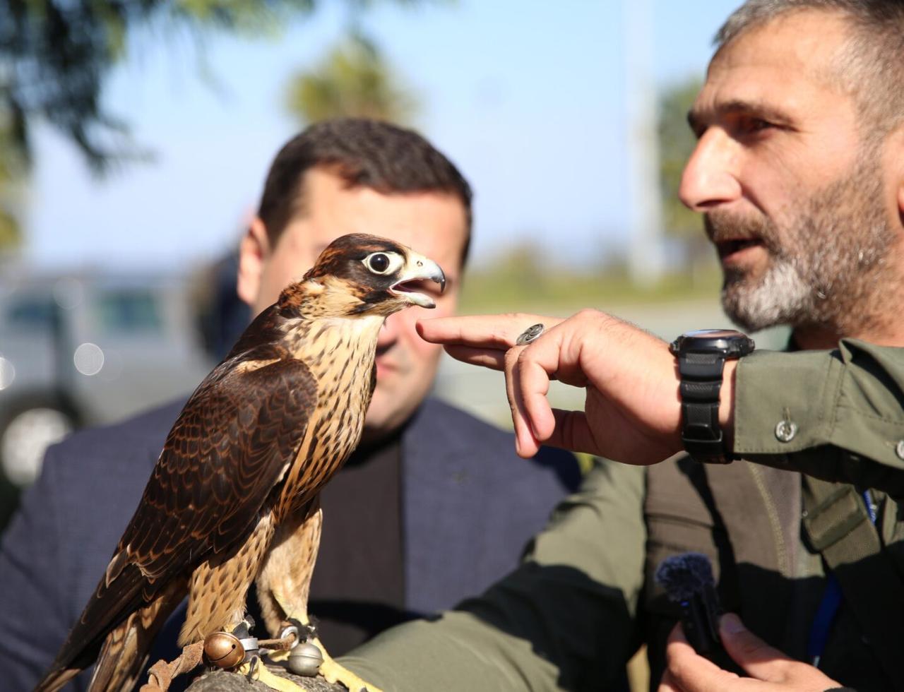 The "5th Sparrowhawk Beauty and Skill" contest was held in the Ardesen district of Rize, Türkiye. In the competition, which featured 25 sparrowhawks in the red, white, black, and yellow categories, judges evaluated the birds based on feather color and head structure, Türkiye, November 2, 2024. (AA Photo)