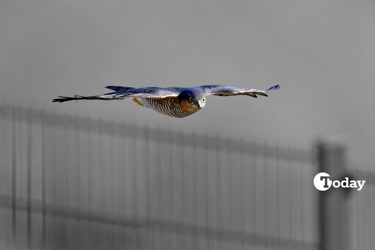 A Eurasian sparrowhawk (Accipiter nisus) glides low in pursuit of prey, symbolizing the centuries-old falconry heritage of Türkiye’s Eastern Black Sea region, Oct. 6, 2025. (Photo collage by Türkiye Today team)