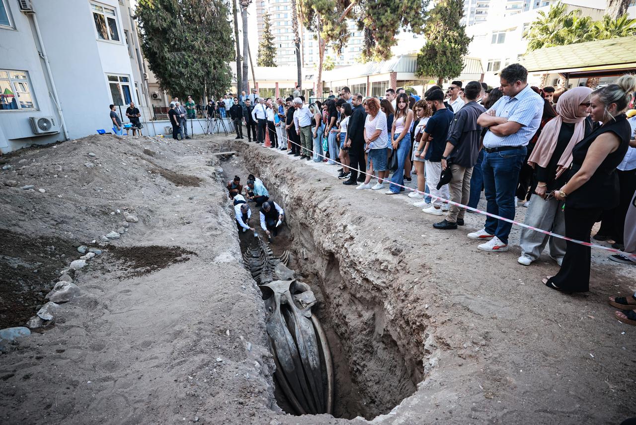 Students and visitors gather to observe the excavation of the whale skeleton at Mersin University, Türkiye, Oct. 7, 2025. (AA Photo)