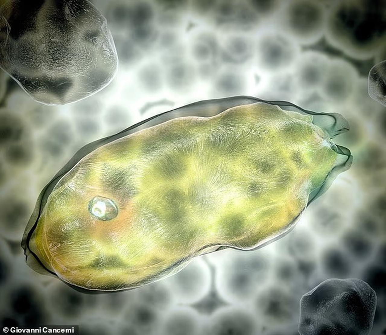 A digital illustration of the ancient Pandoravirus, a giant virus species once frozen in Siberian permafrost for nearly 50,000 years, October 3, 2025. (Courtesy of Journal of Geophysical Research)