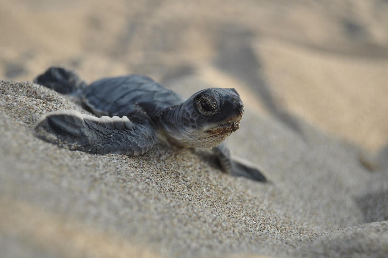 WWF-Türkiye highlights gains as green sea turtles exit endangered category