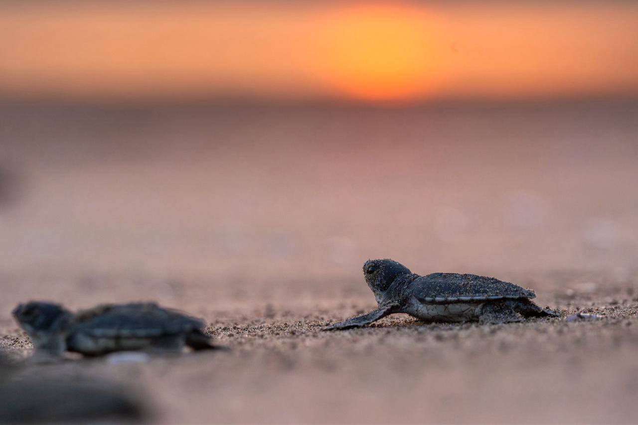 The IUCN announced at the October World Conservation Congress in Abu Dhabi that the green sea turtle (Chelonia mydas) has been removed from the “endangered species” category following its Red List update. Photo accessed on Nov. 15, 2025. (AA Photo)
