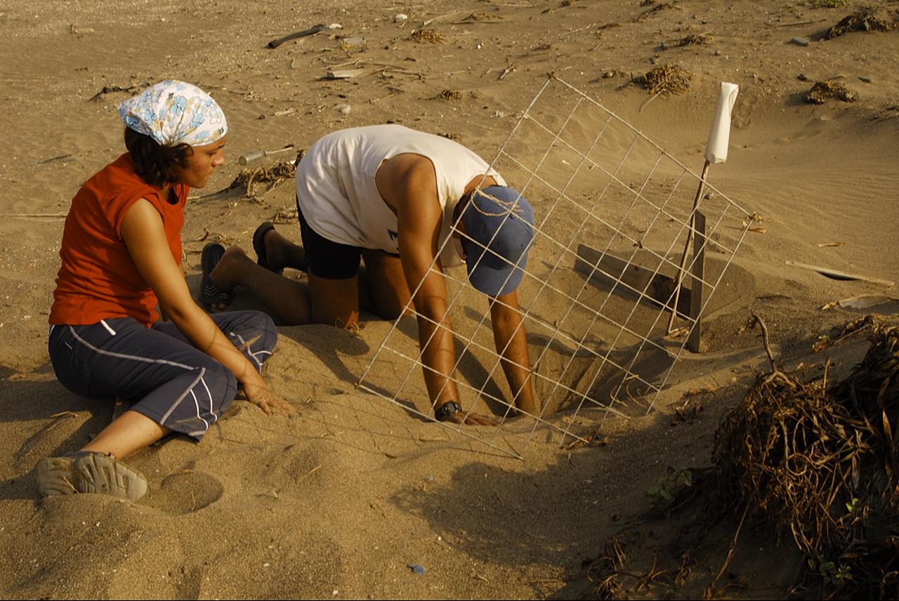 The IUCN announced at the October World Conservation Congress in Abu Dhabi that the green sea turtle (Chelonia mydas) has been removed from the “endangered species” category following its Red List update. Photo accessed on Nov. 15, 2025. (AA Photo)