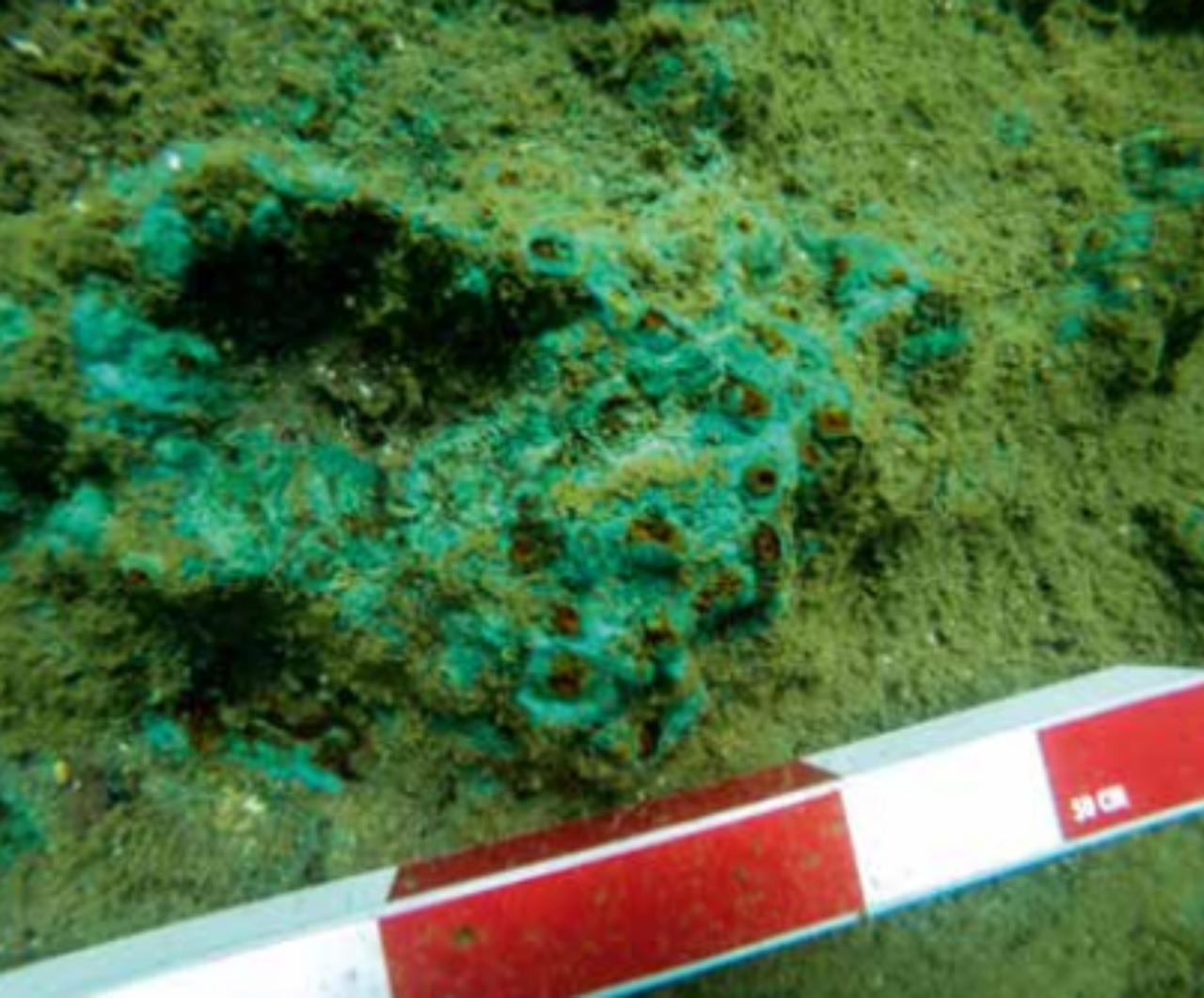 Closer view of the green-stained copper surface found beneath the seabed, believed to be caused by the oxidation of copper under seawater conditions in Camlimani Bay, Heybeliada, Istanbul, Türkiye. (Photo via Assoc. Prof. Ahmet Bilir/Tina)