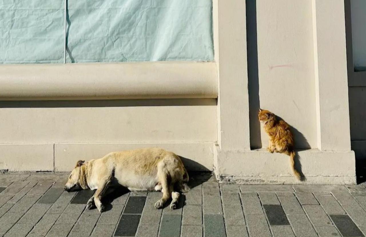 The Boulder lies in his usual shaded spot outside a gelato shop in Istanbul’s Beyoglu district, attracting hundreds of tourists daily, Istanbul, Türkiye, Sept. 6, 2024. (Photo via Instagram/@theboulderistanbul)