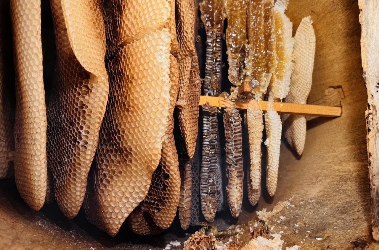 A view of geographically indicated honey produced in the Ayder Plateau in the Camlihemsin district of Rize, Türkiye. (AA Photo)
