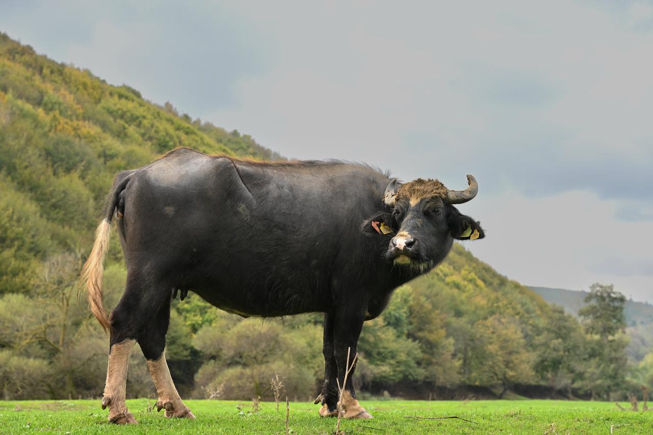 Pirincci: A village in Istanbul where traditional farming lives on 