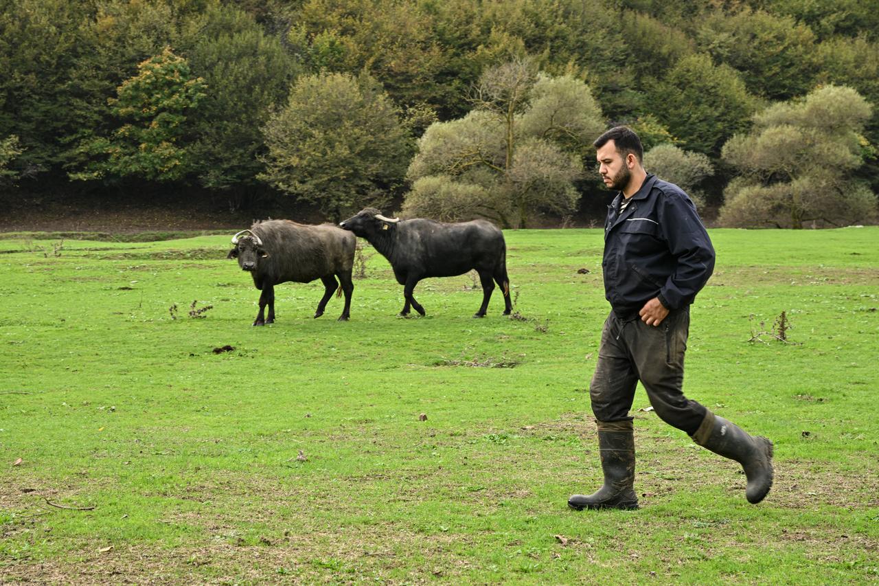 Just a few kilometers from Istanbul’s crowds, Pirincci offers a natural village life where buffalo graze on open pastures and visitors can enjoy the fresh air while buying locally produced dairy products. November 21, 2025. (AA Photo)