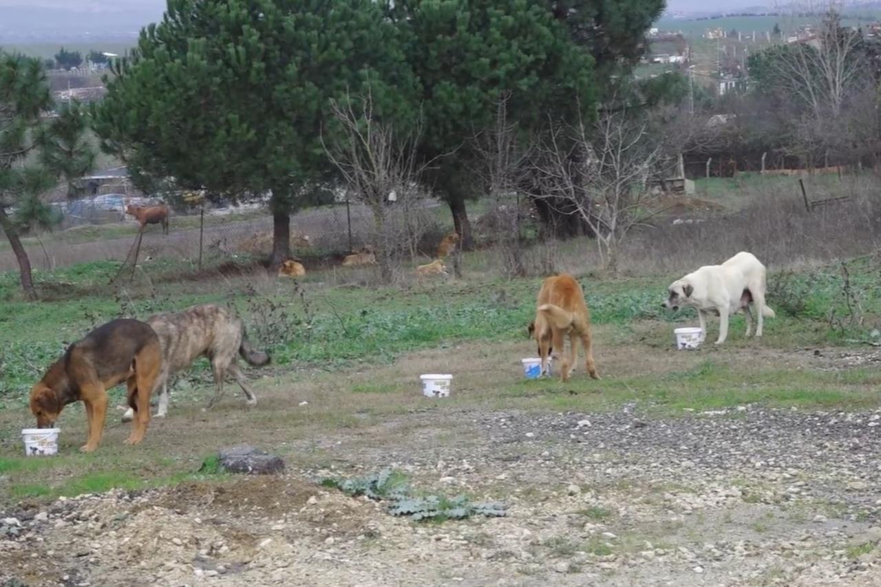 Istanbul introduces new directive to curb uncontrolled feeding of stray dogs