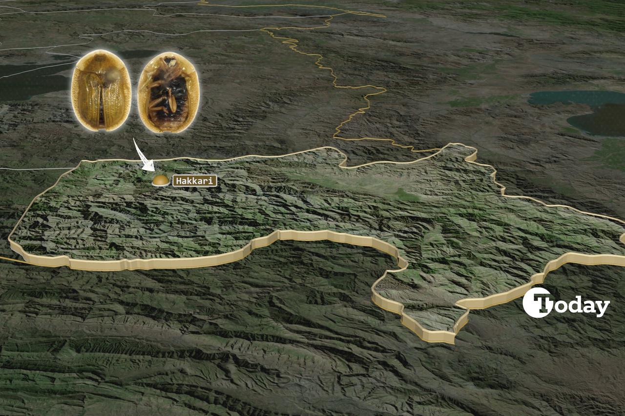 New tortoise beetle discovered in Türkiye’s eastern highlands