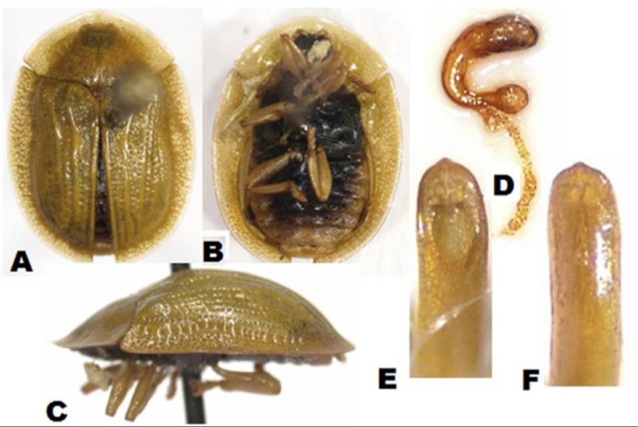 Holotype female of Cassida izginurbalae sp. nov.: A. Dorsal view; B. Ventral view; C. Lateral view; D. Whole spermatheca under stereo microscope; E. Dorsal view of aedeagus; F. Ventral view of aedeagus. (Image via study authors)