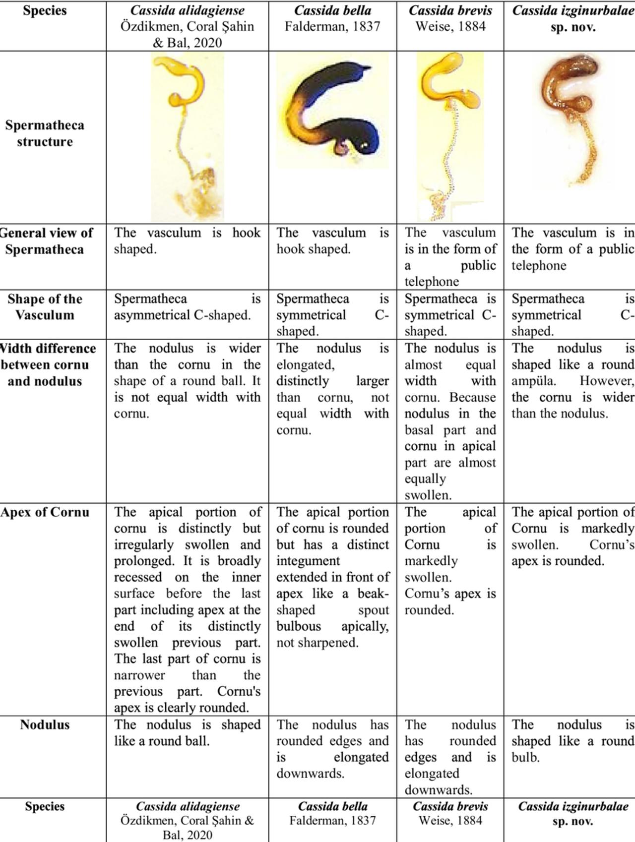 Comparison of spermatheca structures in four Cassida species, including the newly described Cassida izginurbalae sp. nov., showing key diagnostic differences in the vasculum, cornu and nodulus. (Image via study authors)