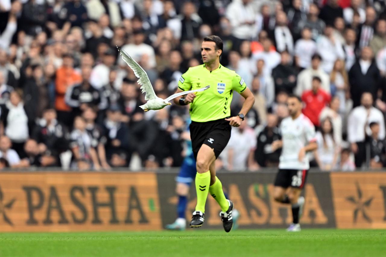 Seagull steals spotlight as Besiktas and Samsunspor draw 1-1 in Super Lig