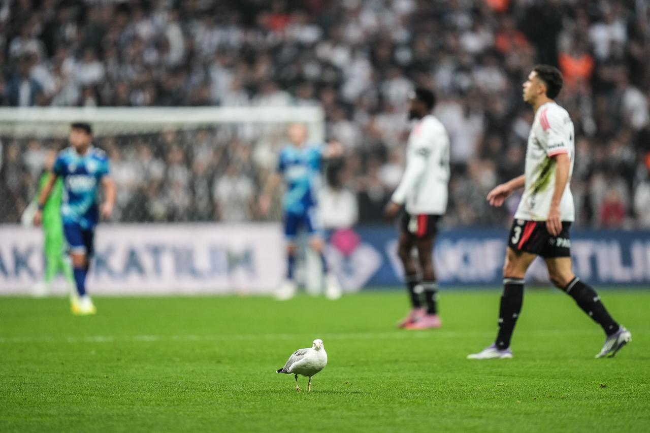 During the match, a seagull entered the pitch. Istanbul, Türkiye, November 23, 2025. (AA Photo)