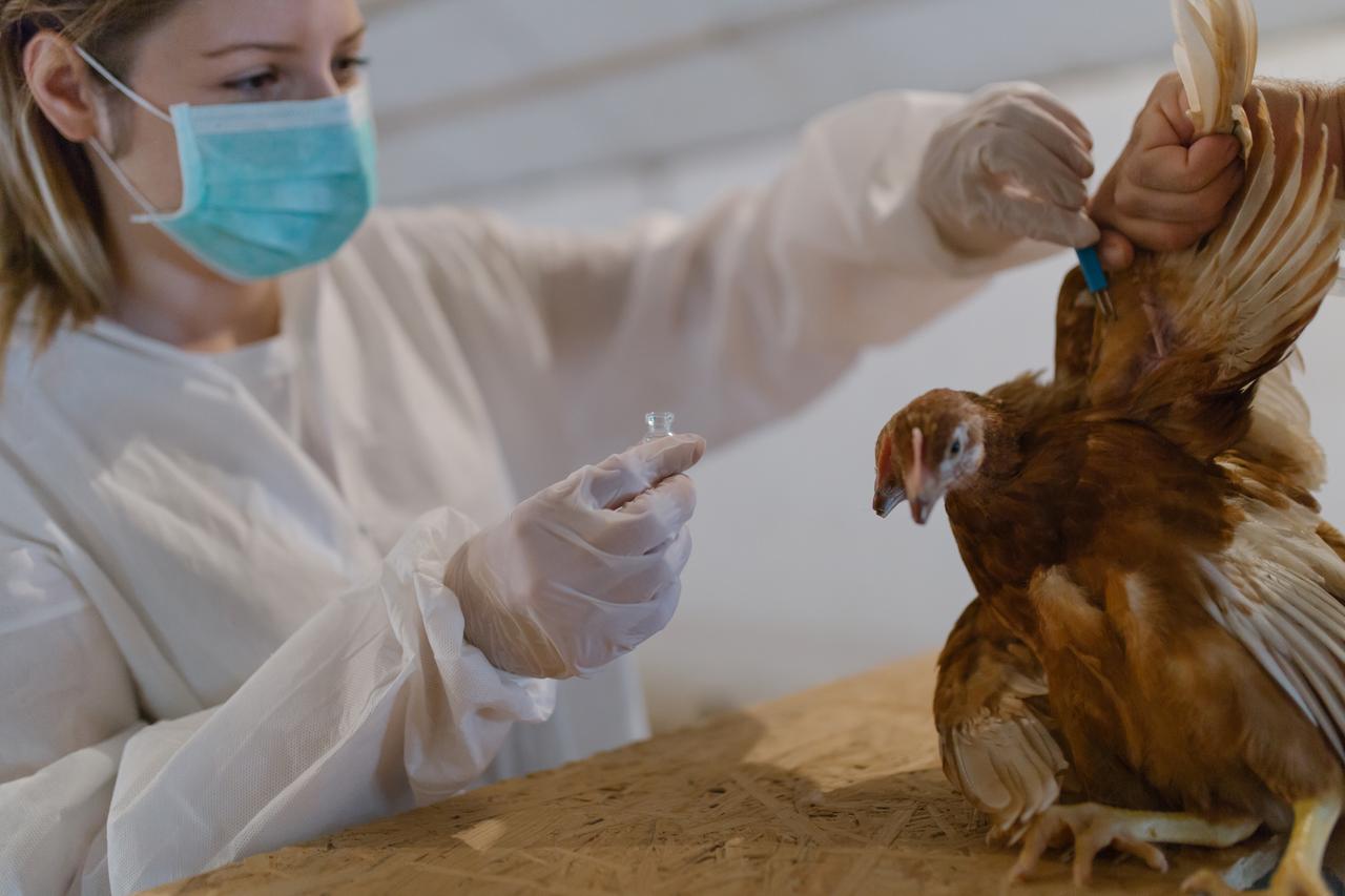 Belgium reports surge in H5 avian influenza cases across poultry farms