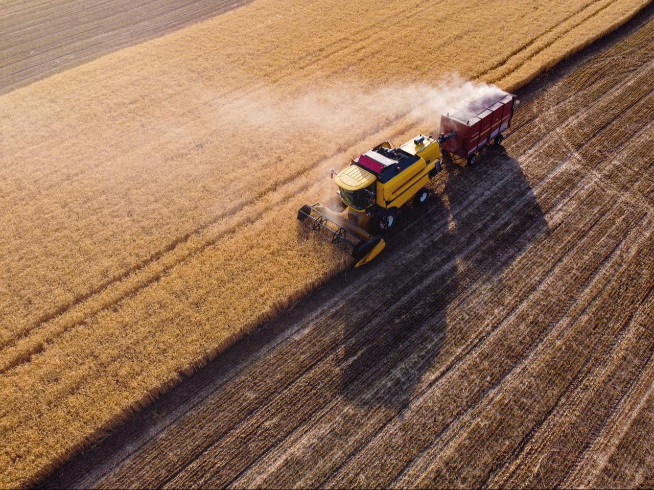 A combine harvester collects wheat in a field. (Adobe Stock Photo)