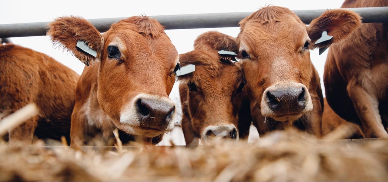 Cattle gathered in a feeding area at a livestock facility. (Adobe Stock Photo)