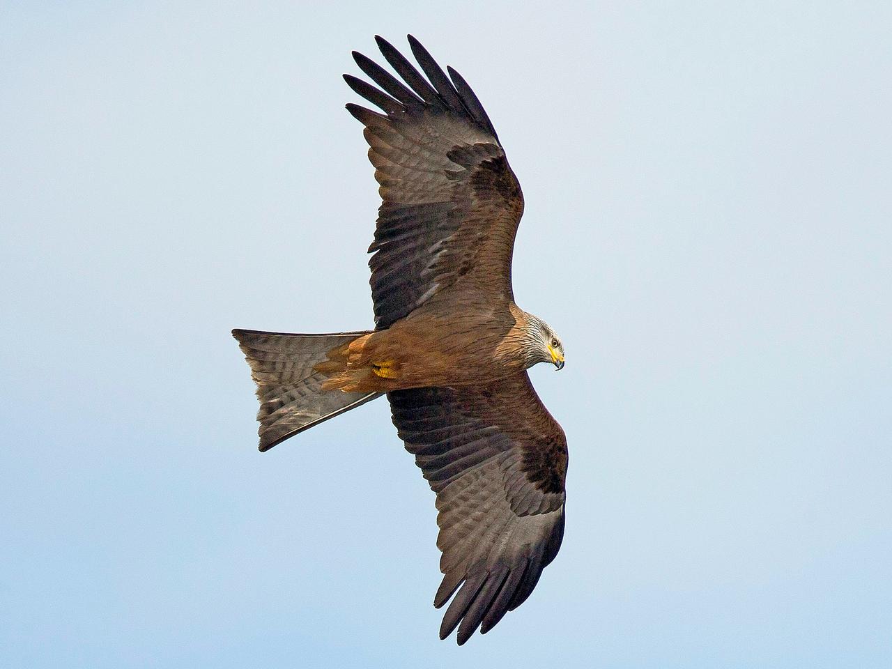 Black Kite (Photo via E bird )