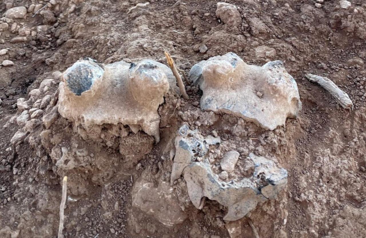 Gazelle skulls found at Cakmaktepe, Sanliurfa, Türkiye. (Photo by Koray Erdogan/Türkiye Today)