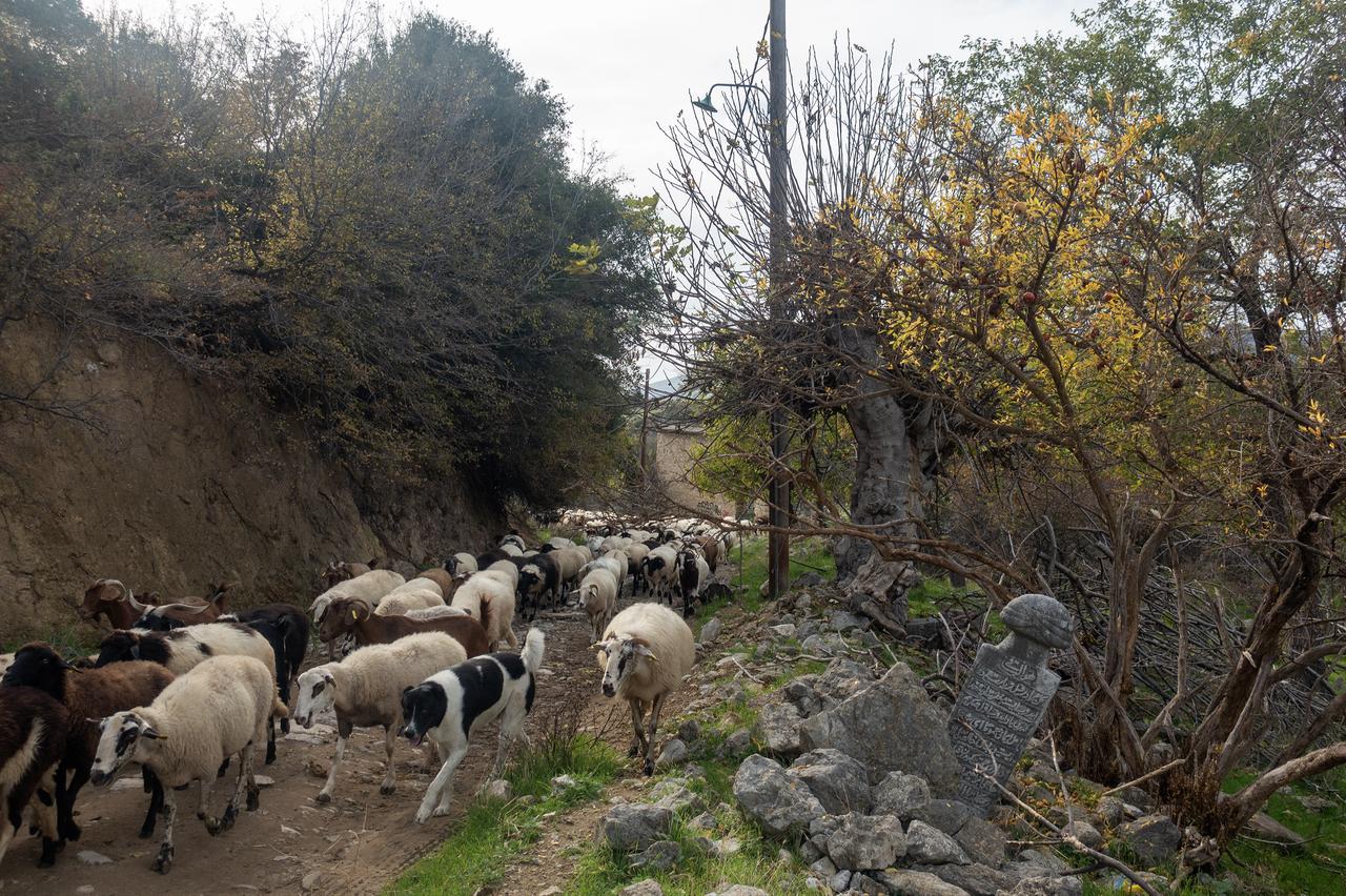 A flock of sheep passes by a damaged Ottoman-era grave marker in the abandoned village of Celepli, Xanthi, Greece, Nov. 27, 2025. (AA Photo)