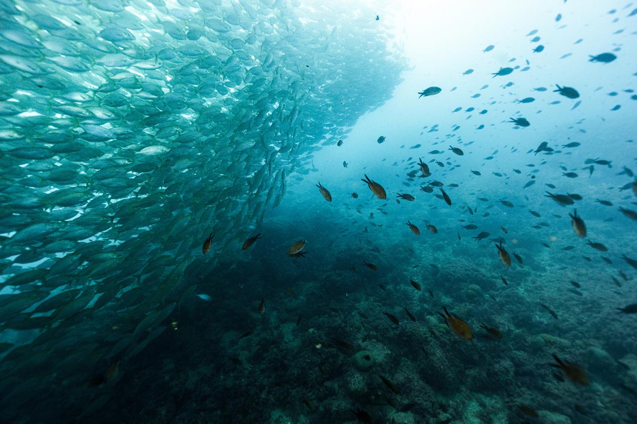 Overfishing in Mediterranean, Black Sea hits decade low, UN report shows