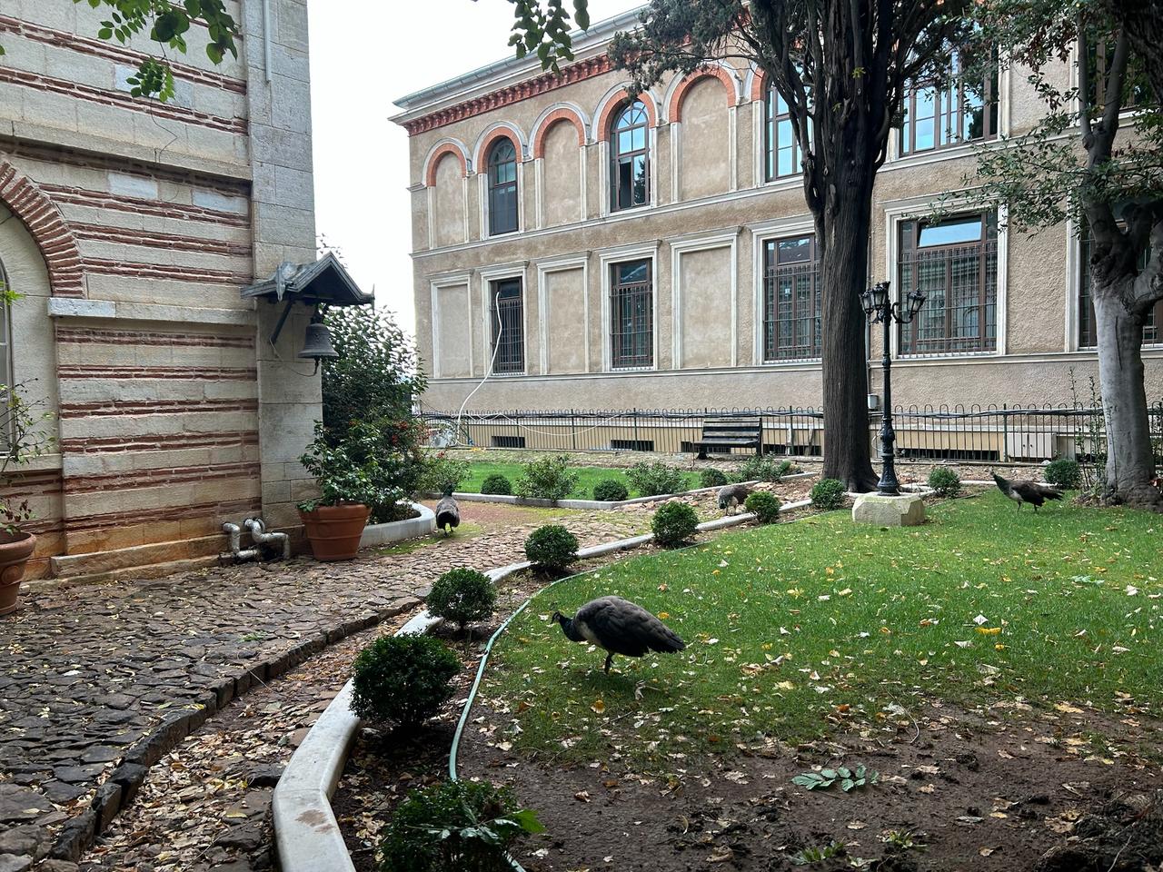 Peacocks stroll through the restored garden of the Halki Seminary on Heybeliada Island, Istanbul, Türkiye, Oct. 25, 2025. (Photo by Koray Erdogan/Türkiye Today)