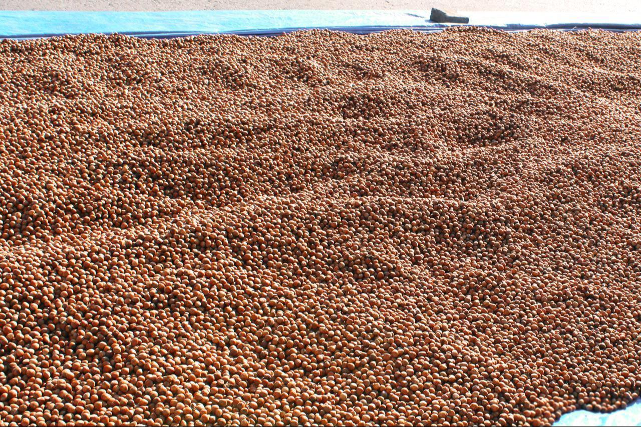 Freshly harvested hazelnuts are spread out to dry in Türkiye’s Black Sea region. (Adobe Stock Photo)
