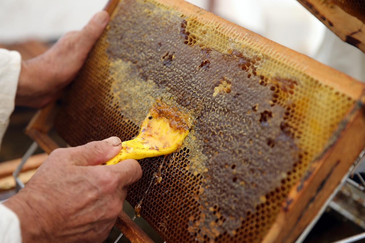 Türkiye ranks 2nd globally in natural honey production with 115,000 tons: FAO