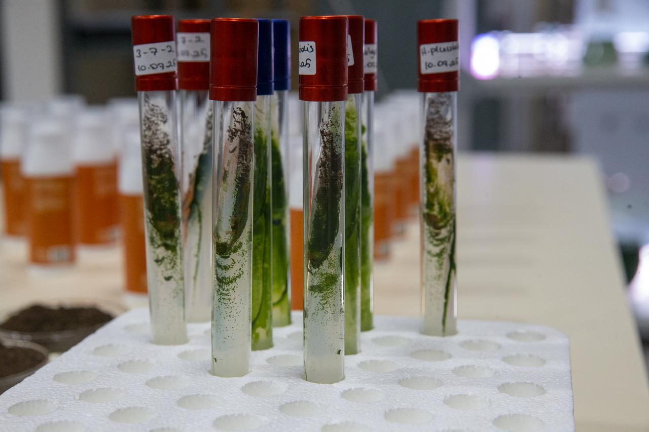 Test tubes containing microalgae cultures are seen in a laboratory as part of research to produce natural antioxidant pigments used in the sunscreen developed in Türkiye. (AA Photo)