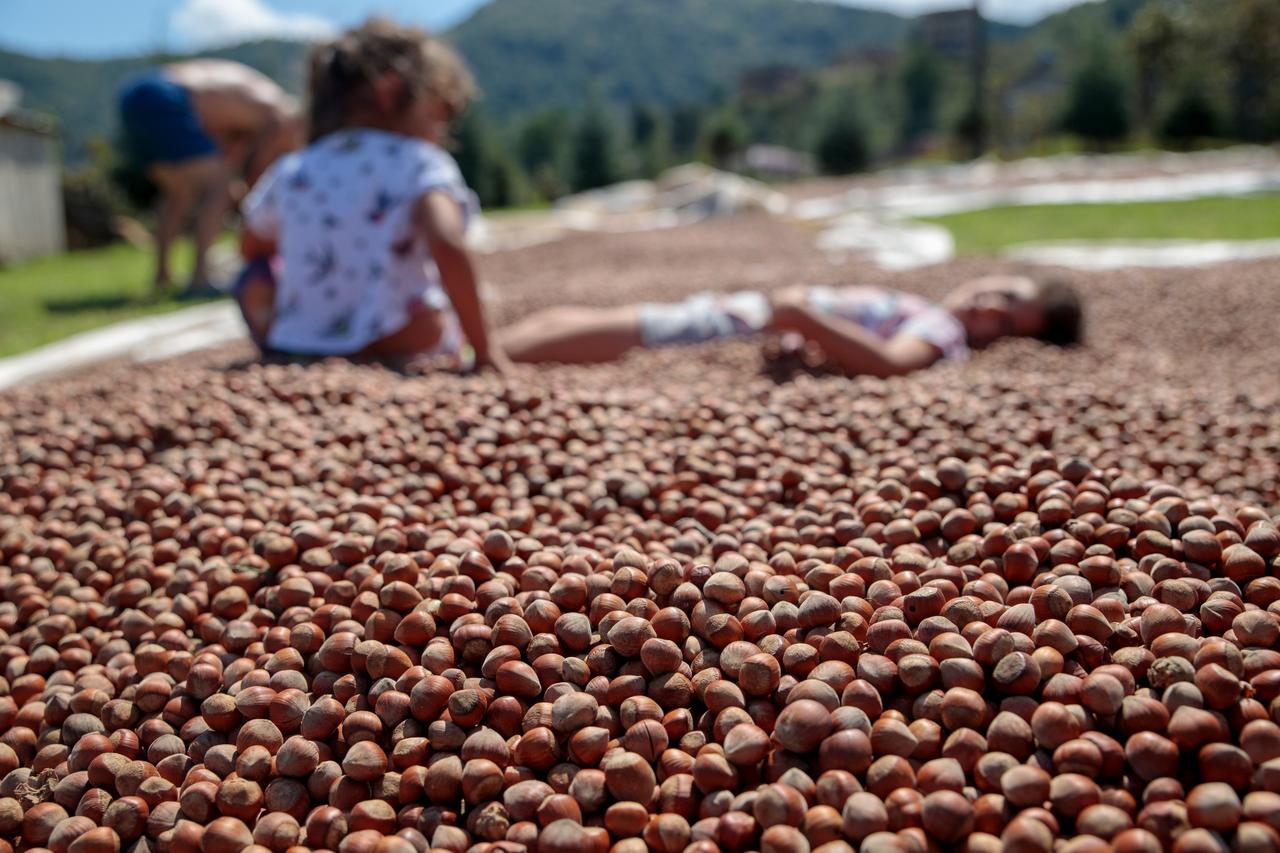 Turkish Competition Authority lowers Ferrero’s hazelnut quota to 30,000 tons