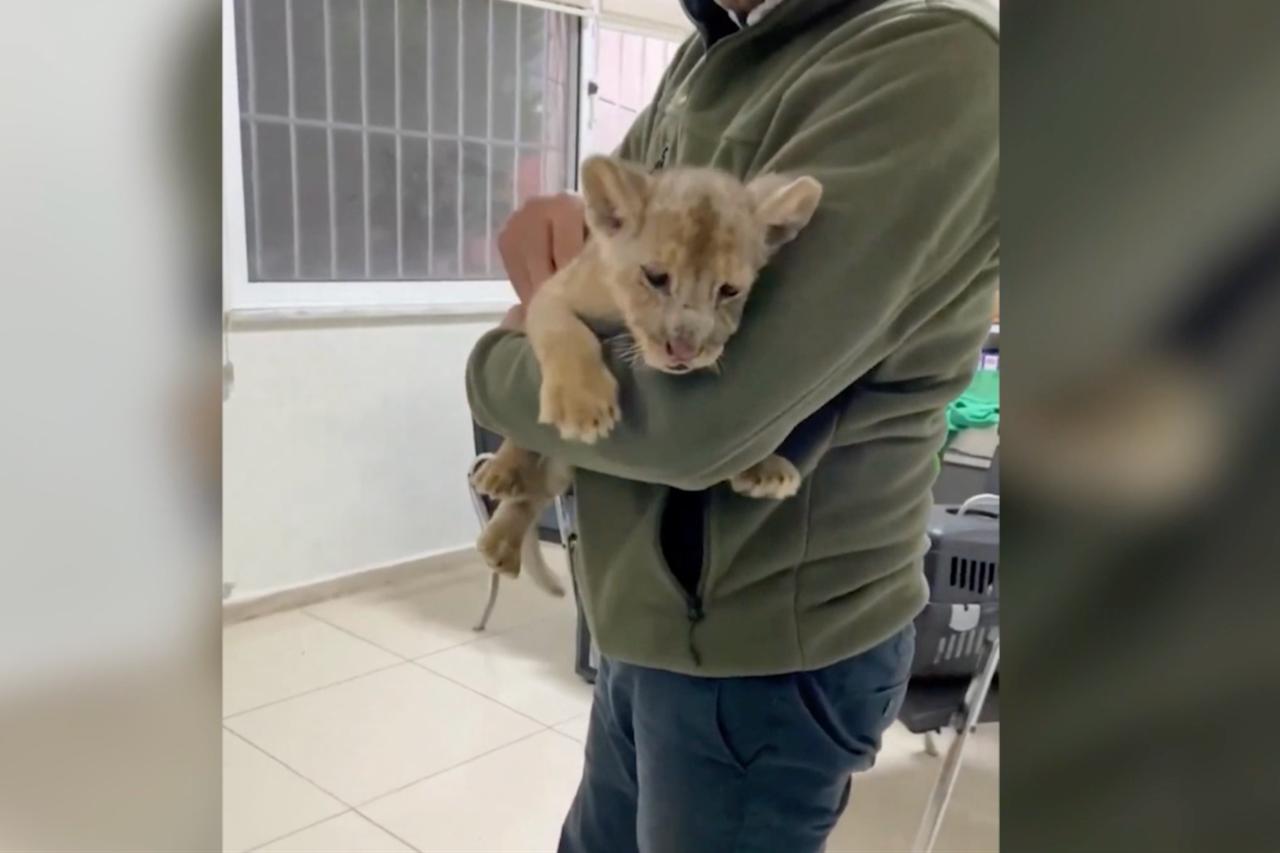 Istanbul authorities seize illegally trafficked African lion cub 