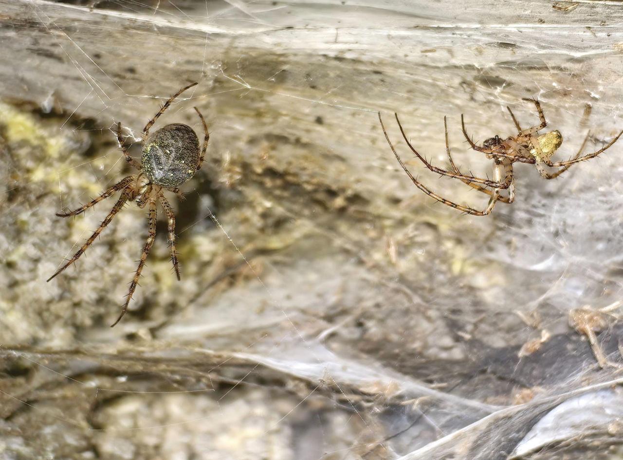 A Metellina merianae female (left) and male (right) occupying individual web structures on the cave wall, outside the main colonial web. (Photo via Marek Audy)
