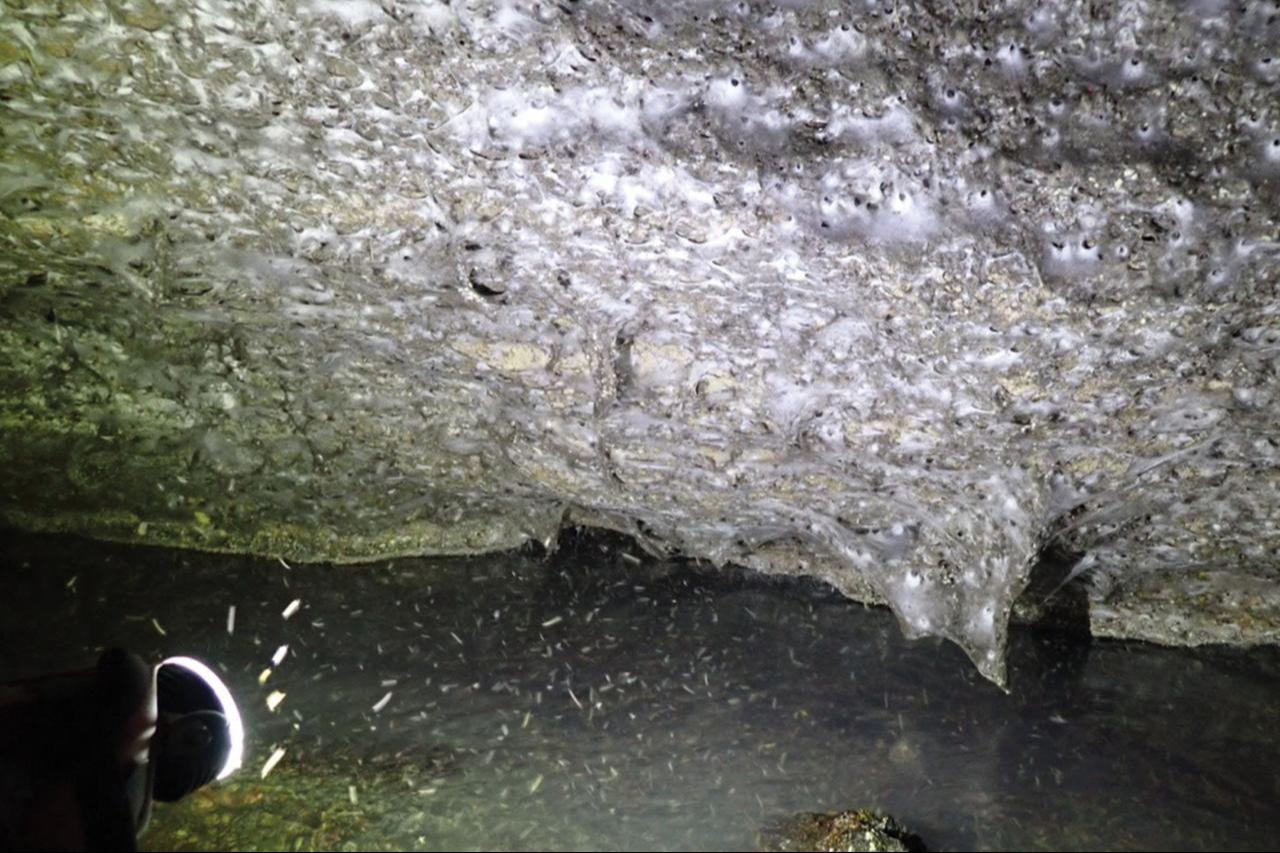 Frontal view of the colonial spider web covering the cave wall, with swarms of adult chironomid midges visible above the cave stream. (Photo via Marek Audy)