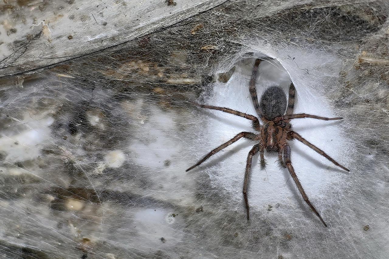 A female Tegenaria domestica sits beside the entrance of a funnel-shaped retreat within the colonial web inside Sulfur Cave. (Photo via Marek Audy)