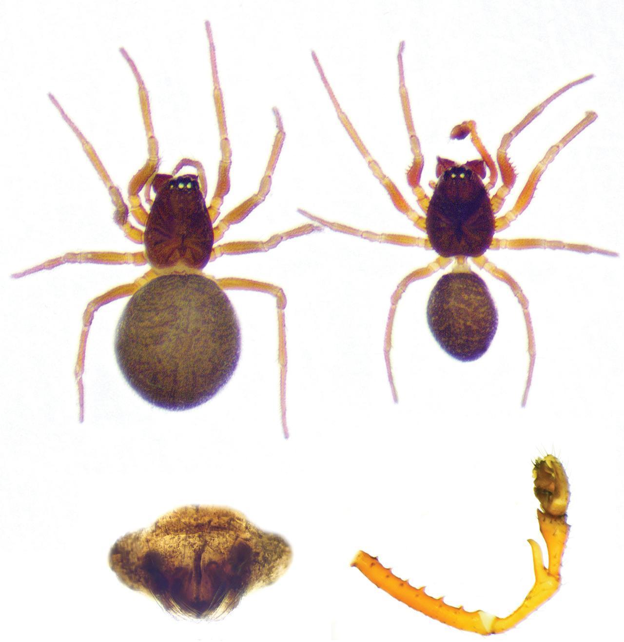 Prinerigone vagans from Sulfur Cave. Female (left) with epigyne shown below, and male (right) with pedipalp detail displayed at lower right. (Image via study authors)