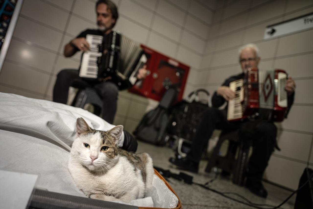 'Sirkecili' the cat steals hearts at Istanbul’s Sirkeci Marmaray Station
