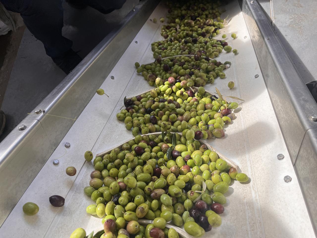 Freshly collected olives are carried on a conveyor belt for sorting before cold pressing during the 11th International Milas Olive Harvest Festival in Milas, Mugla, Türkiye, Nov. 8, 2025. (AA Photo)