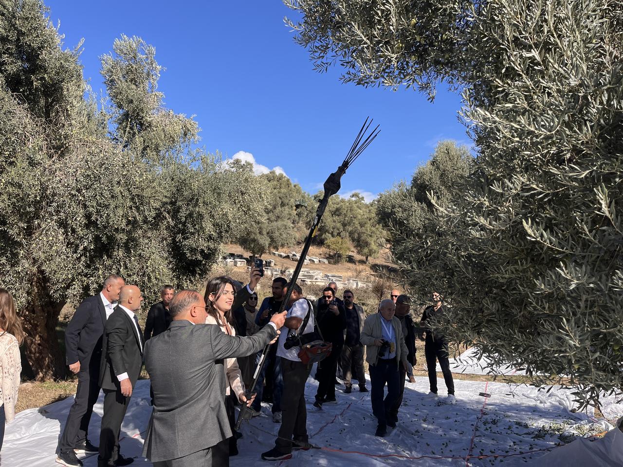 Participants harvest olives using mechanical tools among centuries-old olive trees at the ancient city of Euromos during the 11th International Milas Olive Harvest Festival in Milas, Mugla, Türkiye, Nov. 8, 2025. (AA Photo)
