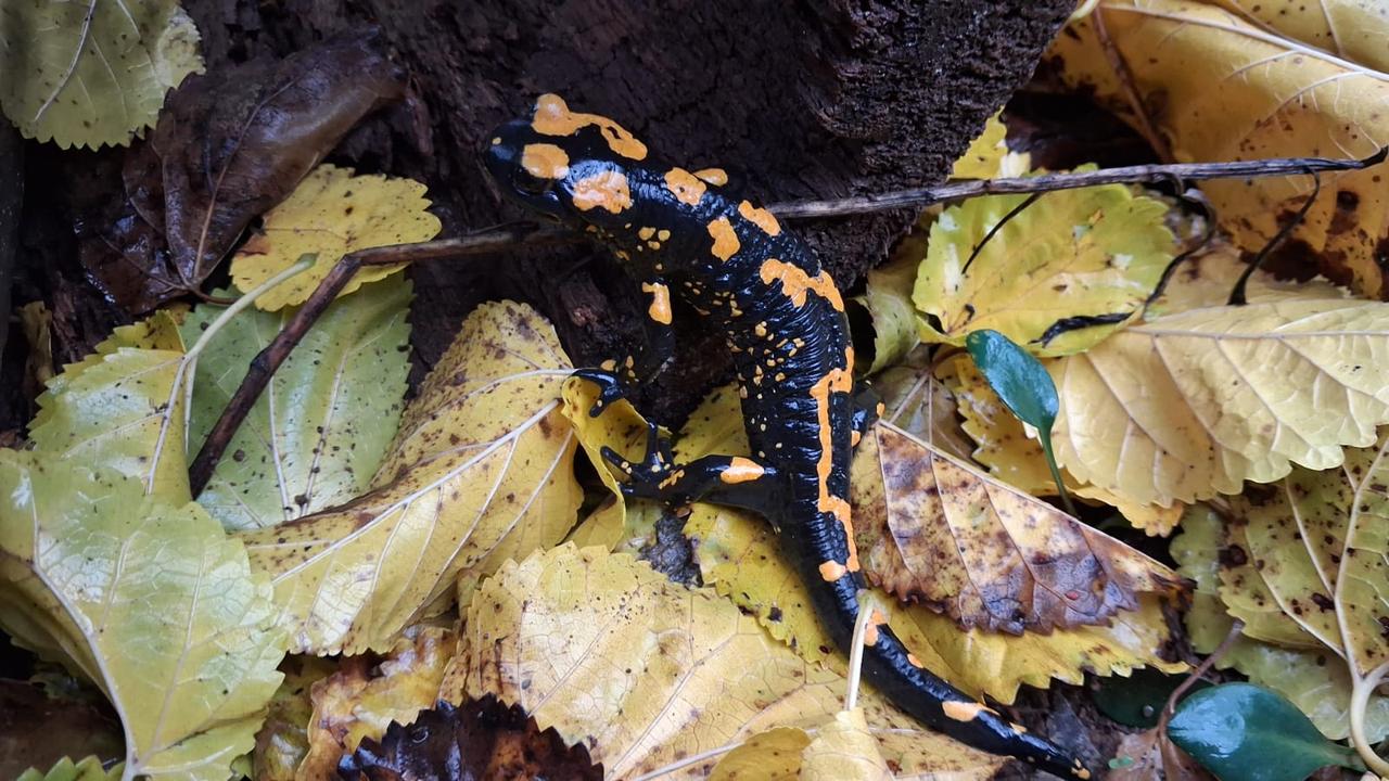 Endangered Yellow-Spotted Salamander photographed in Adana, Türkiye. November 30, 2025. (AA Photo)
