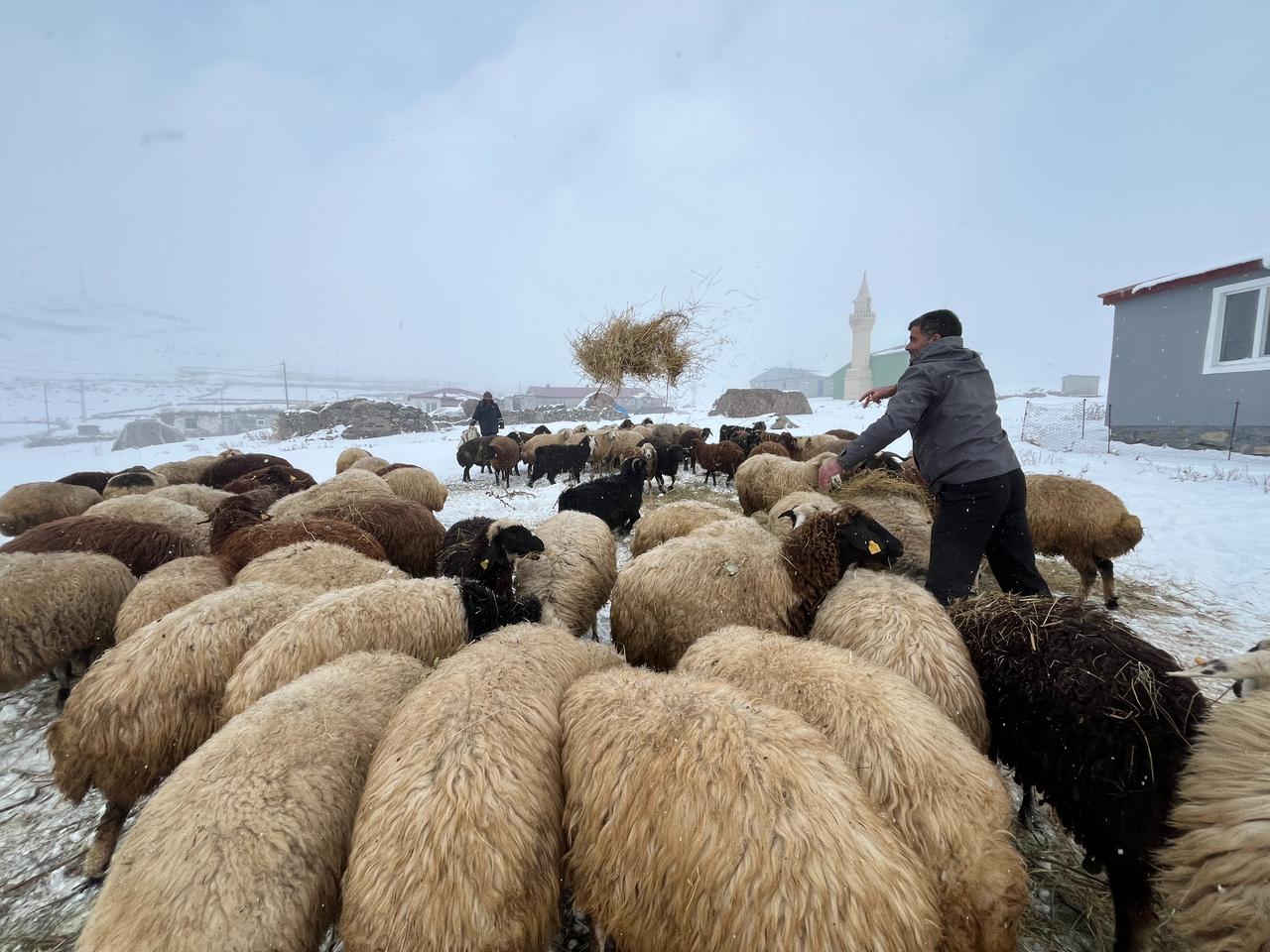 In Kars, livestock breeders engaged in small ruminant farming have begun feeding their sheep on snow-covered ground with the arrival of winter. In Golbasi village, located at an altitude of nearly 2,000 meters in the Susuz district, breeders have been feeding their animals outdoors for the past week following heavy snowfall. Kars, Türkiye, December 13, 2025. (AA Photo)