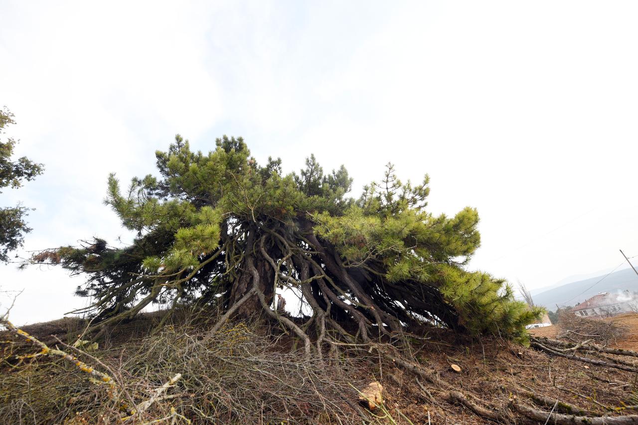 Centuries-old pine tree in Türkiye's Kastamonu draws attention with its rare structure