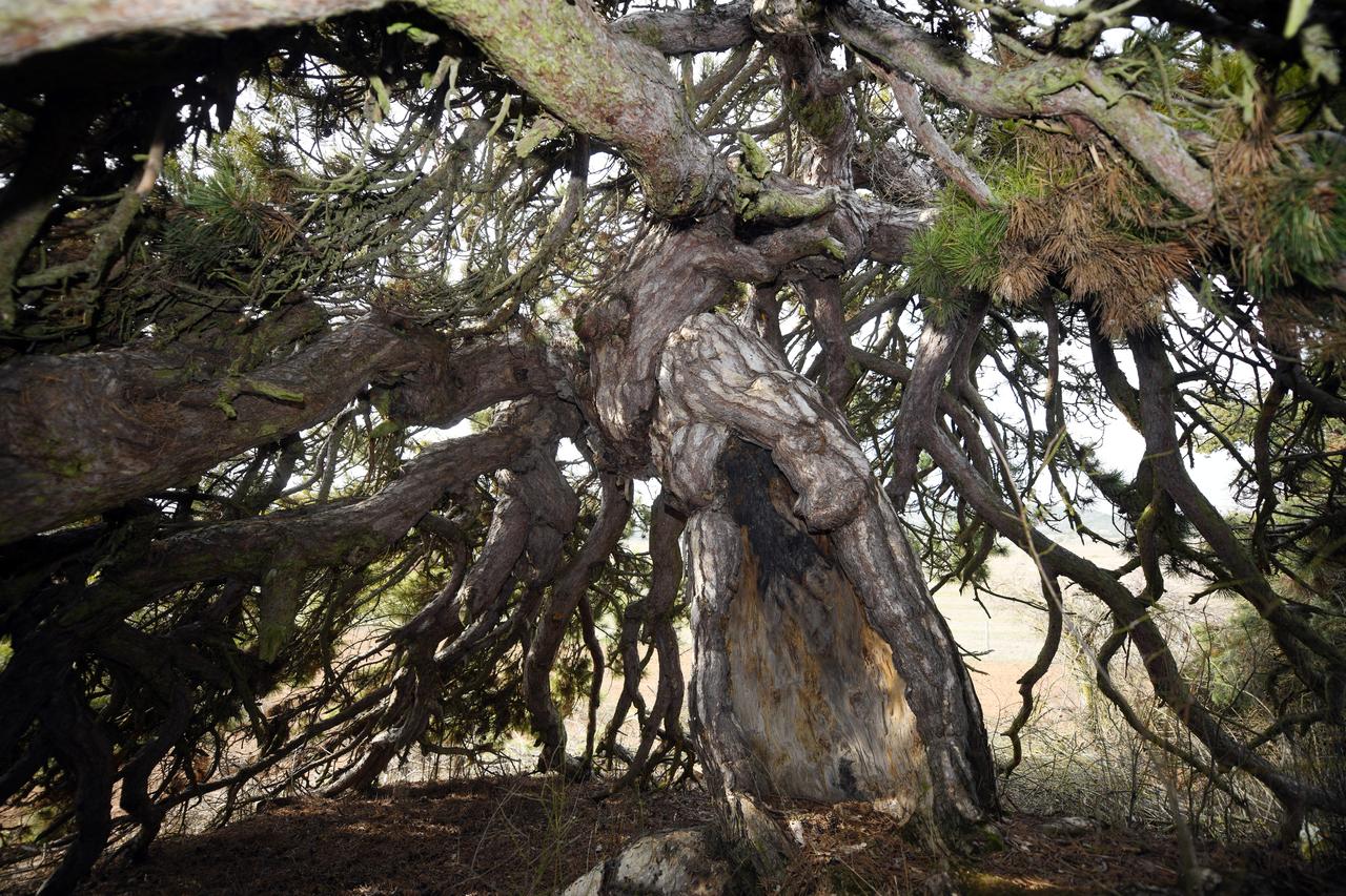 An estimated 400-year-old pine tree in Kastamonu attracts attention due to its rare, downward-growing branches. Kastamonu, Türkiye, December 13, 2025. (AA Photo)