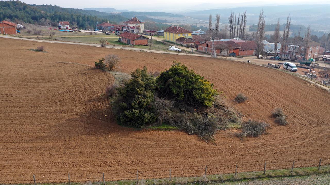 Aerial view of the centuries-old pine tree. Kastamonu, Türkiye, December 13, 2025. (AA Photo)