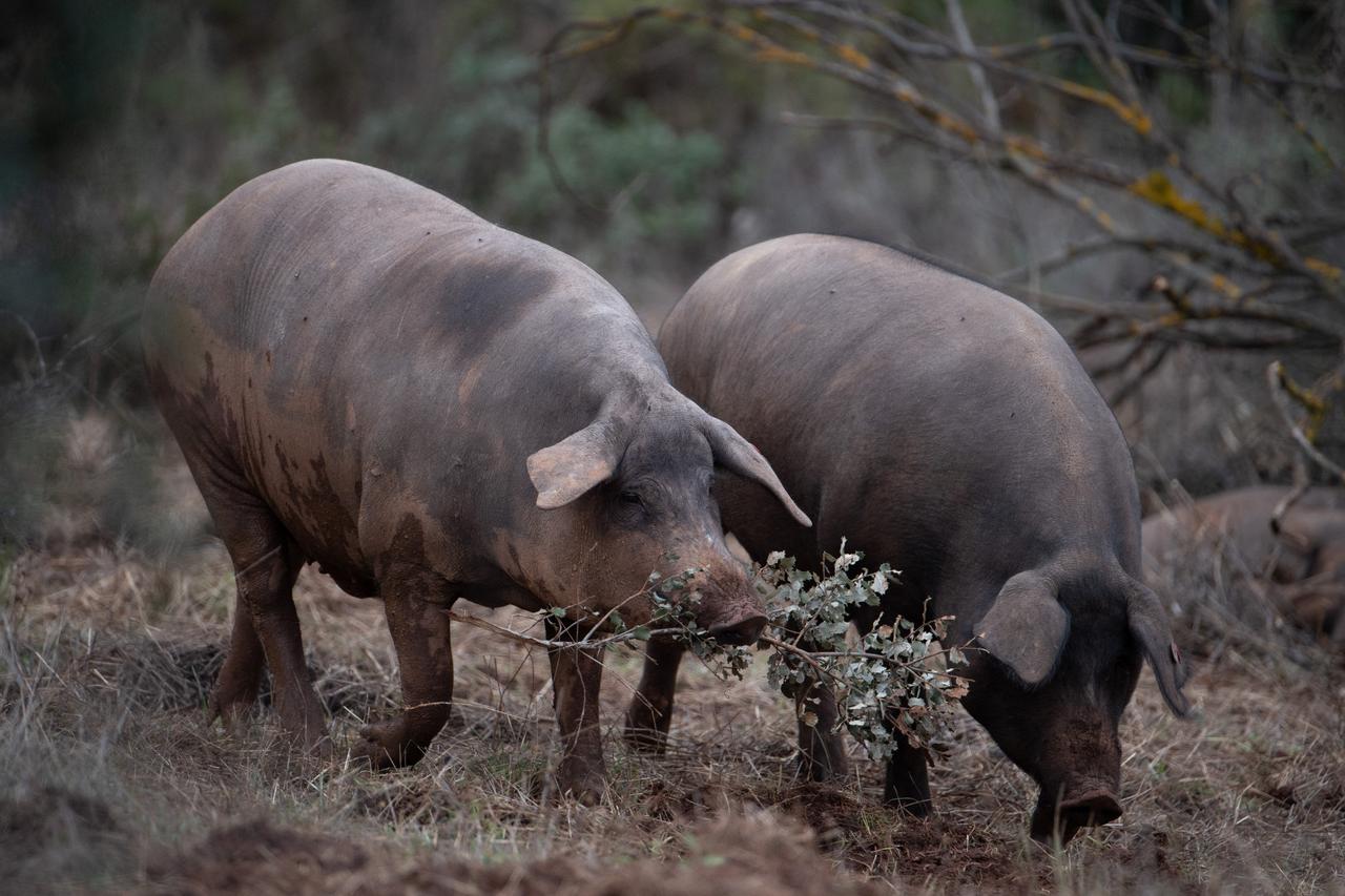 China imposes five-year anti-dumping duties on European pork imports