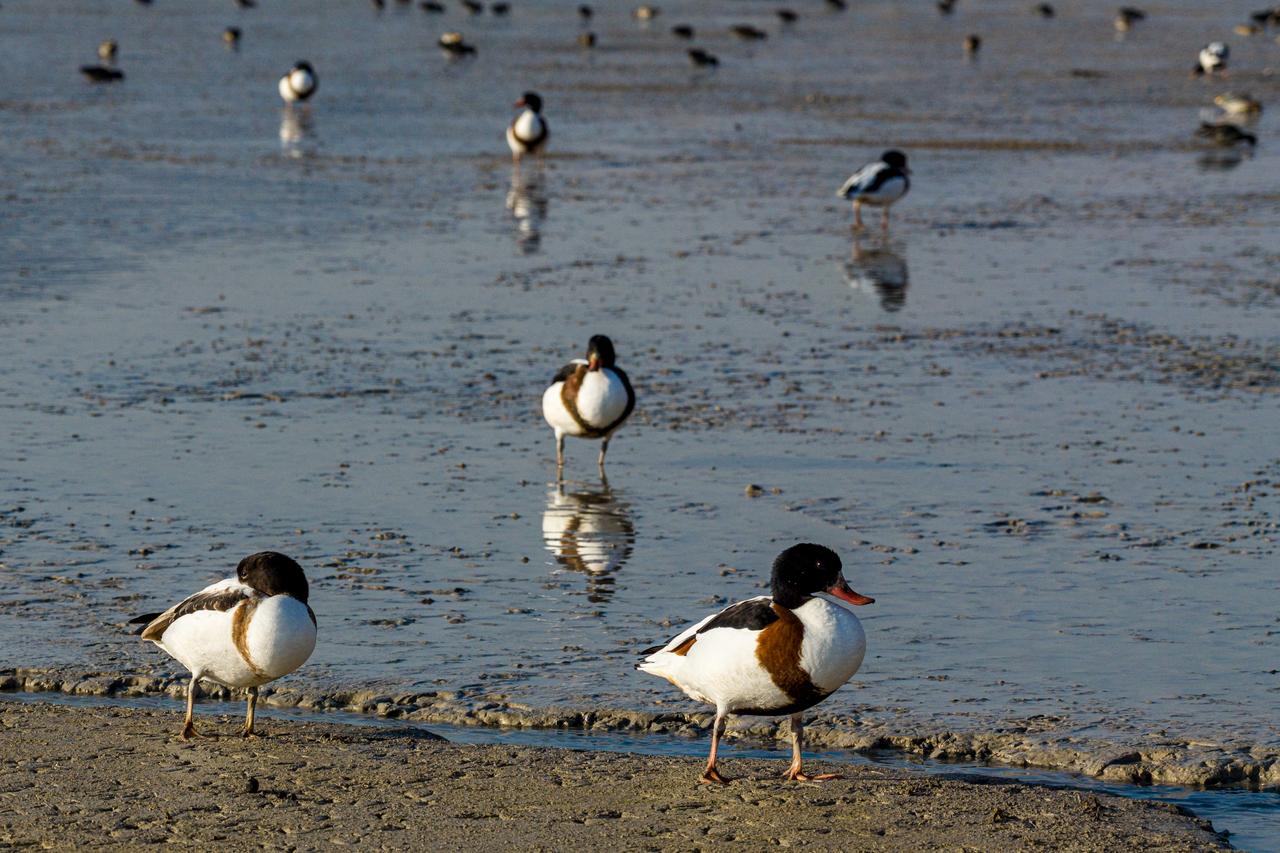 Altinapa Dam becomes a rest stop for migratory wild ducks