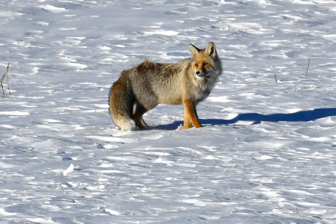 Rare encounter in snowy nature: Red fox and long-legged hawk captured together